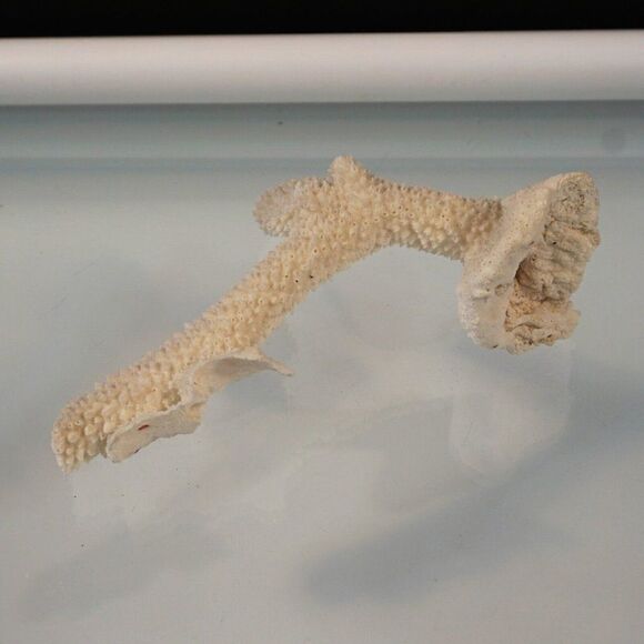 Corals Lot Natural Sea Corals Decorative Display Aquarium - Picture 4 of 6